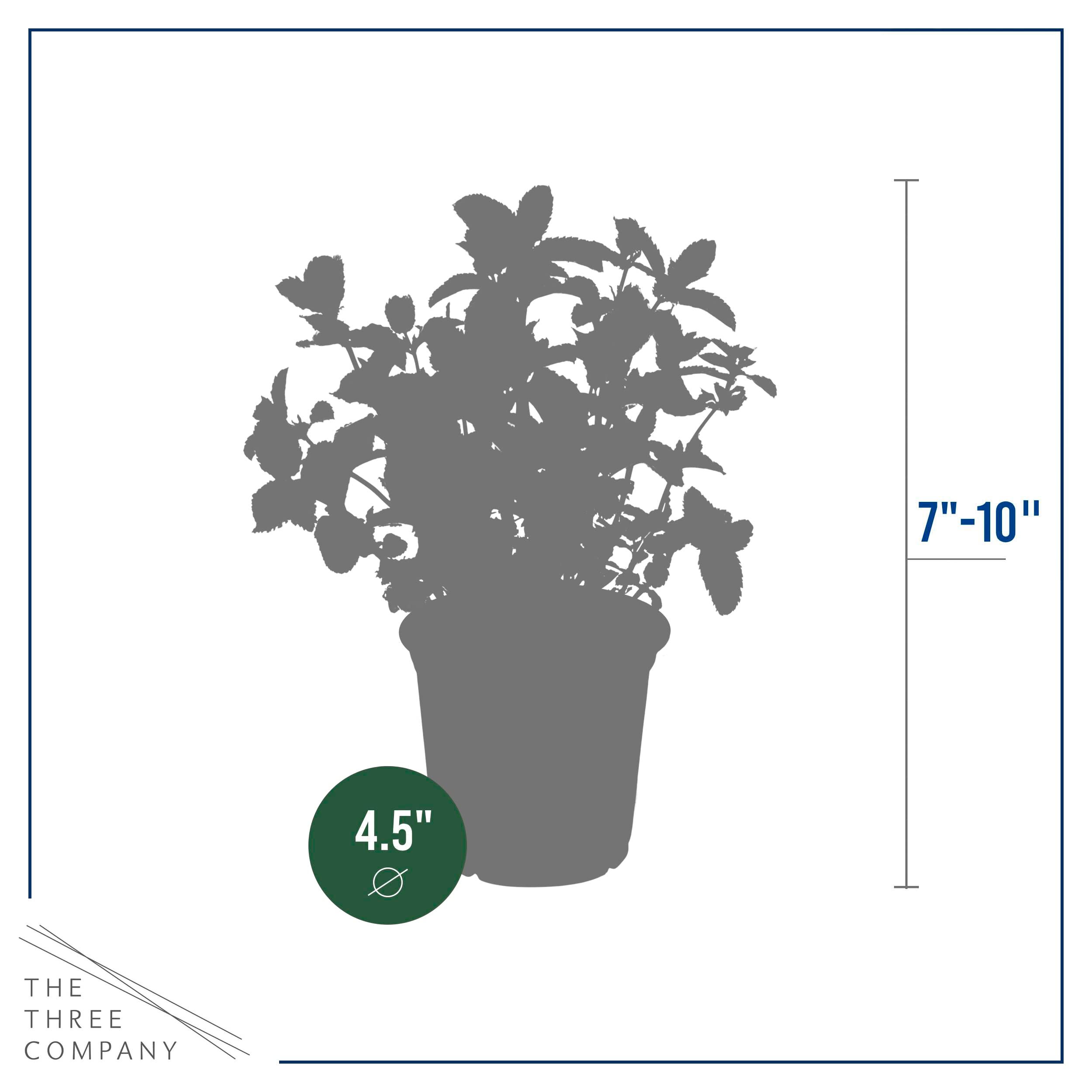 Mint in a compact container garden demonstrates space-saving urban growing.