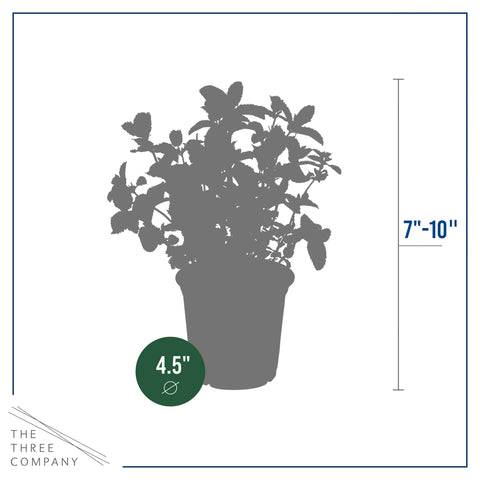 Mint in a compact container garden demonstrates space-saving urban growing.