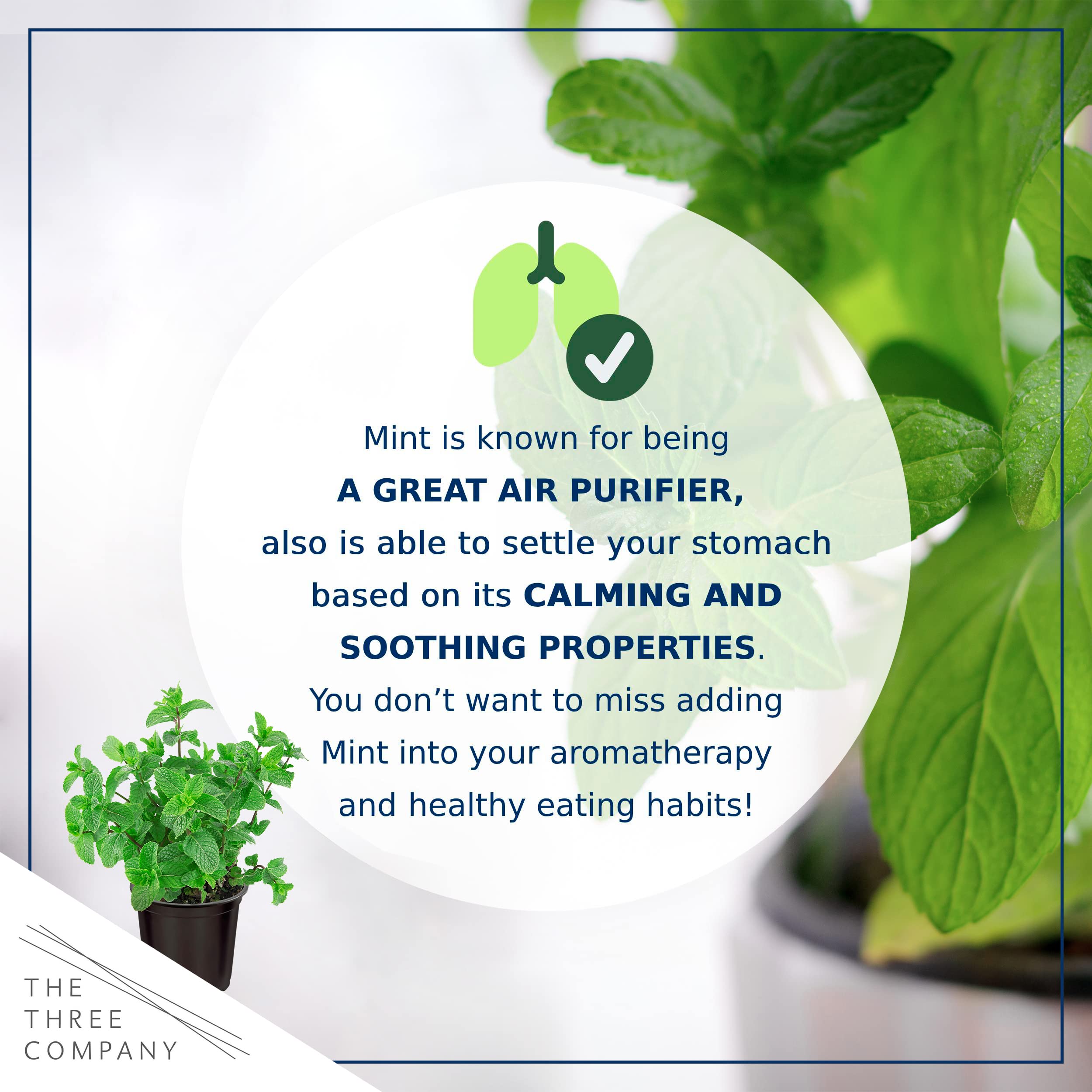 Greenhouse-picked mint plants shipped fresh from The Three Company.