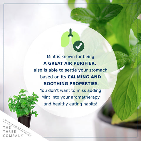 Greenhouse-picked mint plants shipped fresh from The Three Company.