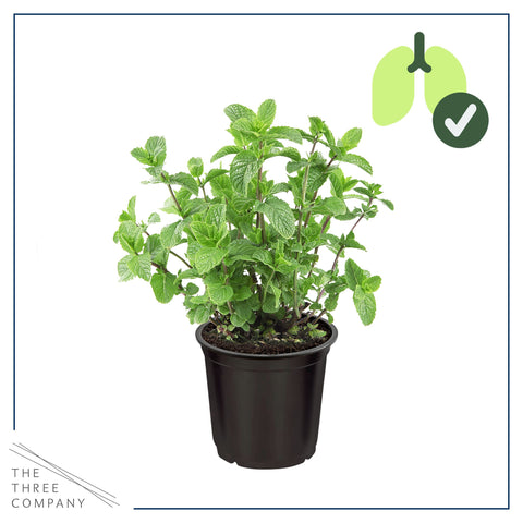 Mint leaves close-up reveals fresh aroma for recipes.