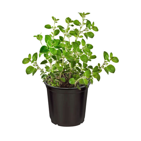 The Three Company mint leaves close-up for fresh aroma and cooking uses.