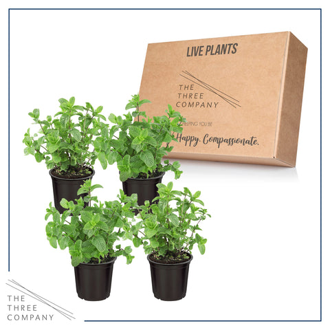 Mint plant reaching height demonstrates space-conscious herb gardening.