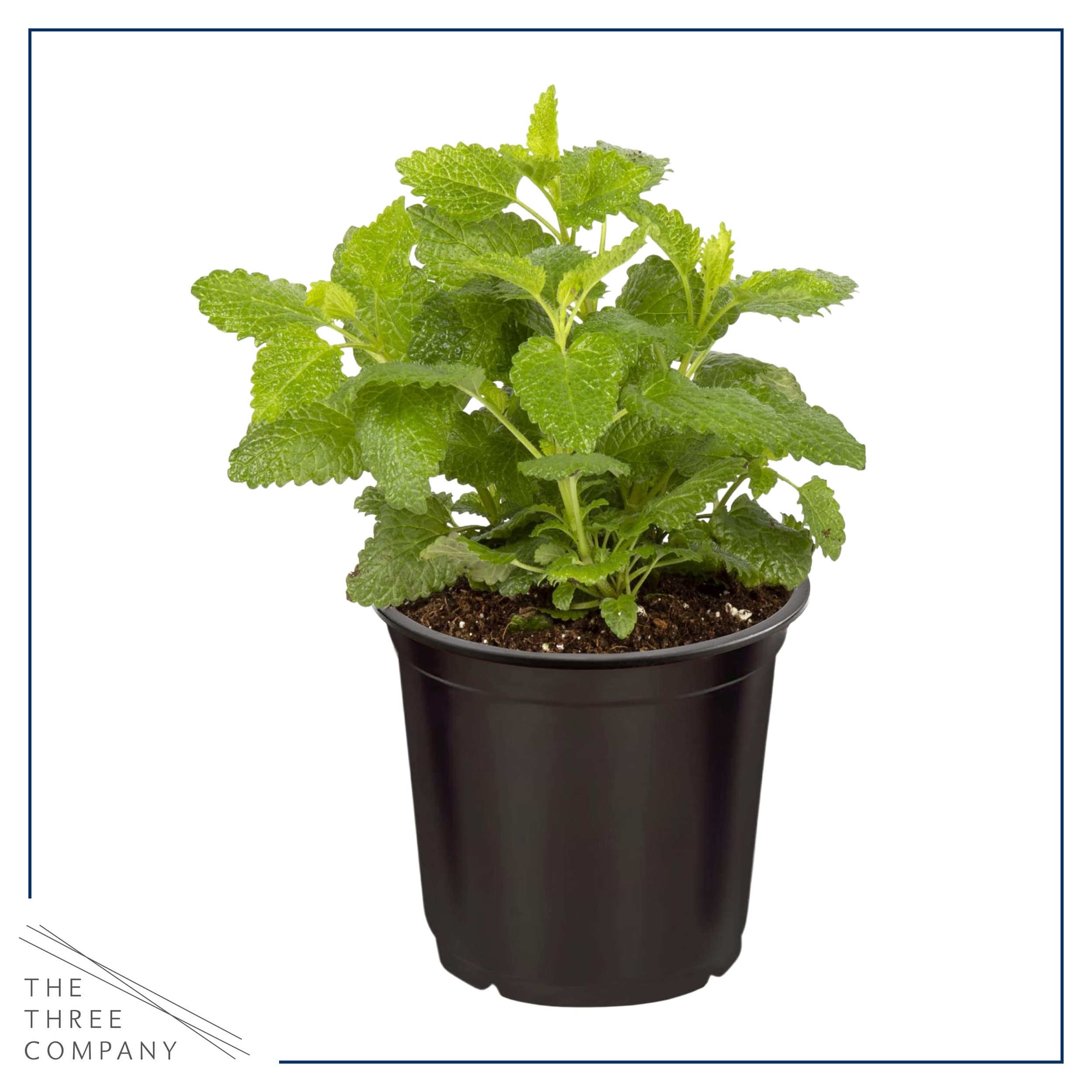 The Three Company mint plant with vibrant foliage ideal for beverages and garnish.