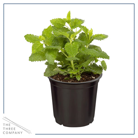 The Three Company mint plant with vibrant foliage ideal for beverages and garnish.
