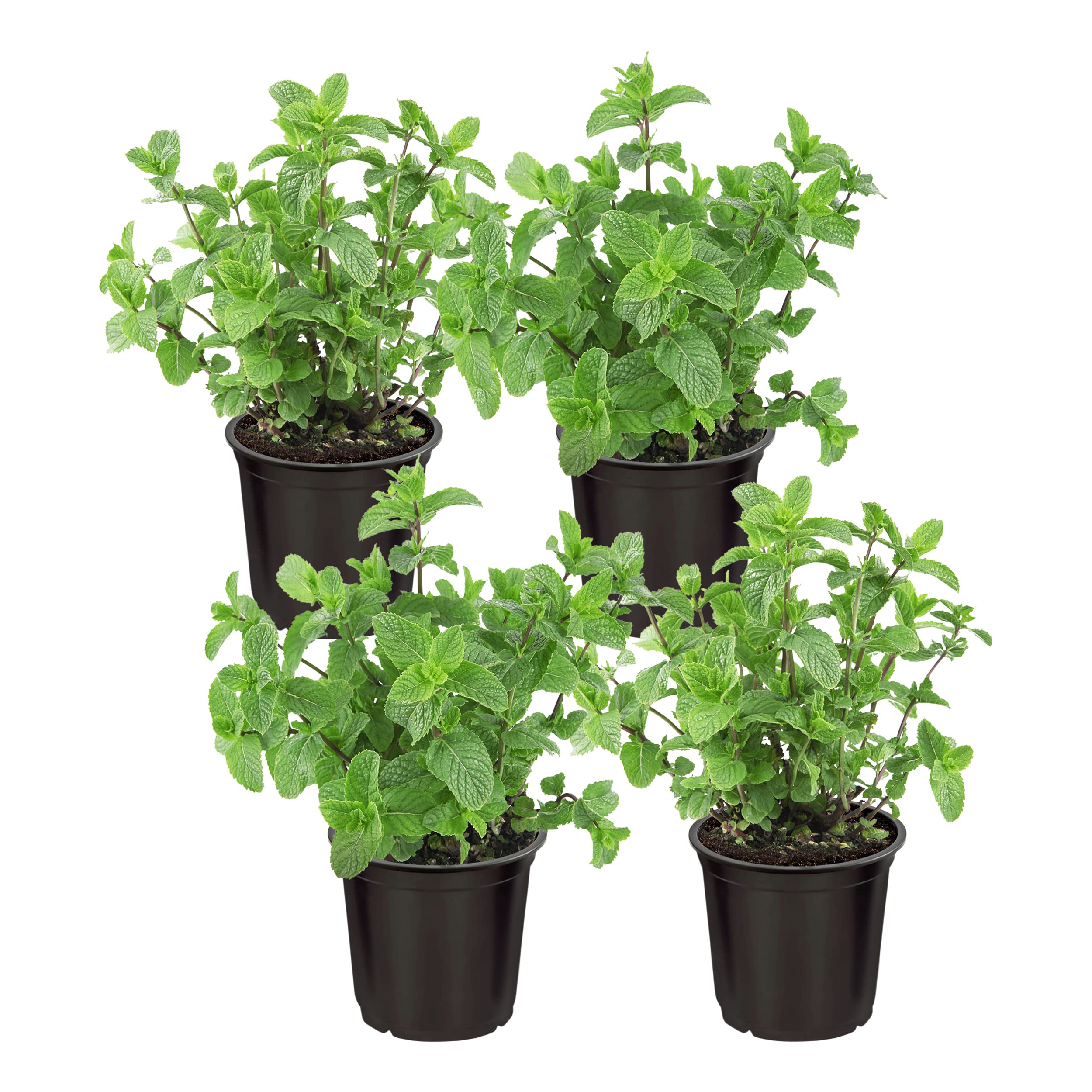 The Three Company Mint starter pack front view shows compact, air-quality friendly herbs.