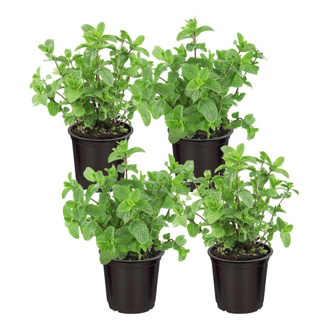 The Three Company Mint starter pack front view shows compact, air-quality friendly herbs.