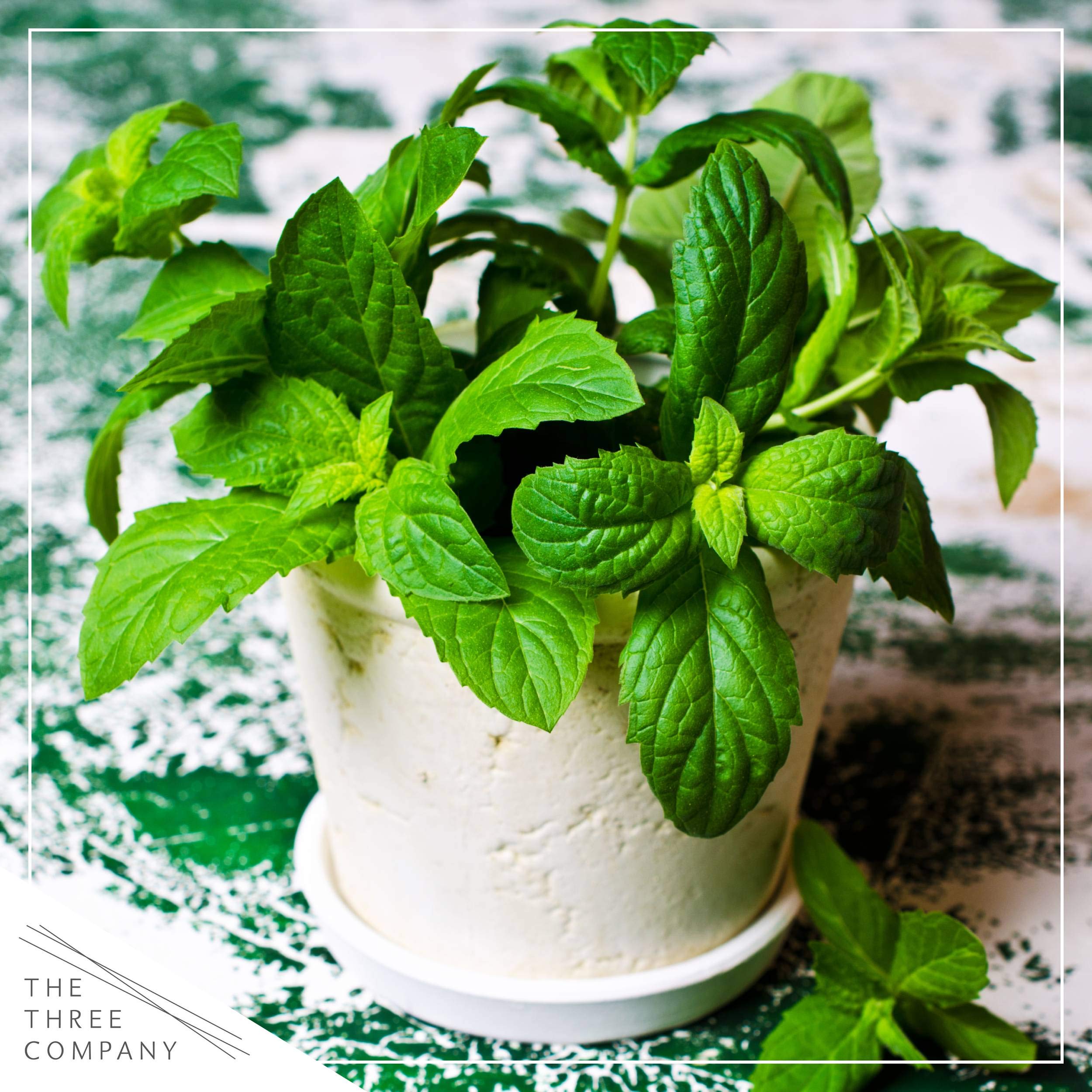 Mint starter pack in packaging ready to grow.