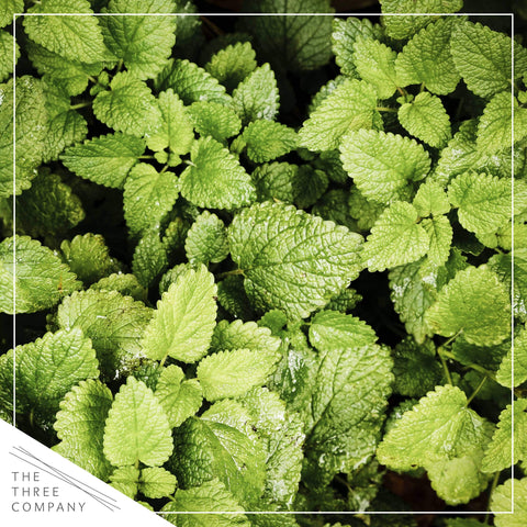 The Three Company Mint starter pack side view highlights container-friendly growth.