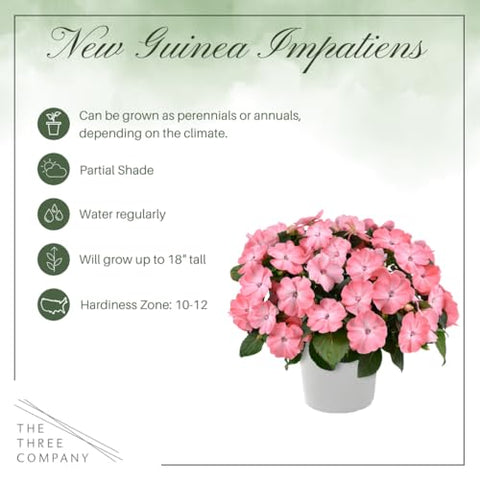 The Three Company New Guinea Impatiens border flowers trio brightening garden edges.