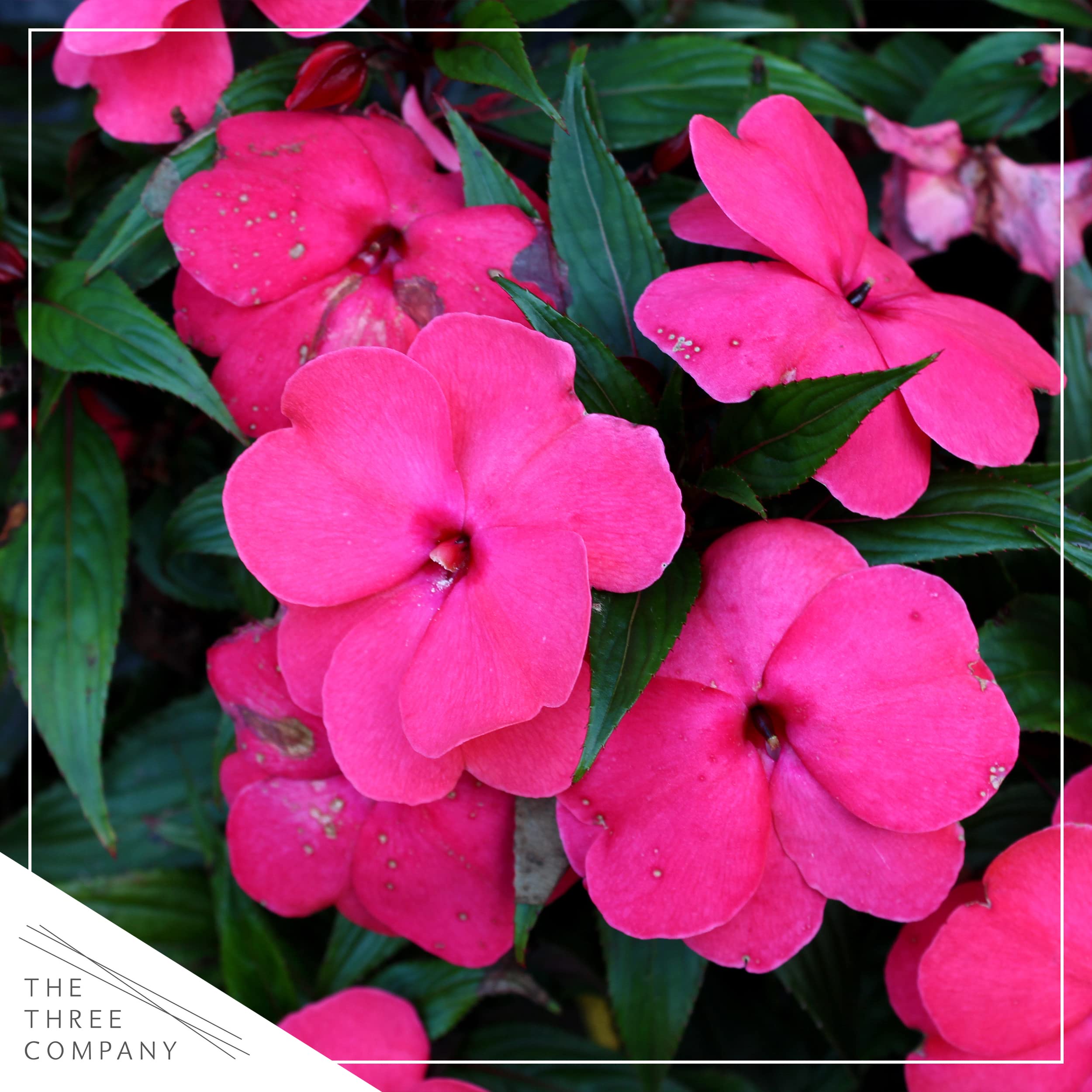 The Three Company New Guinea Impatiens pink shades closeup petals highlight heart-shaped blooms.