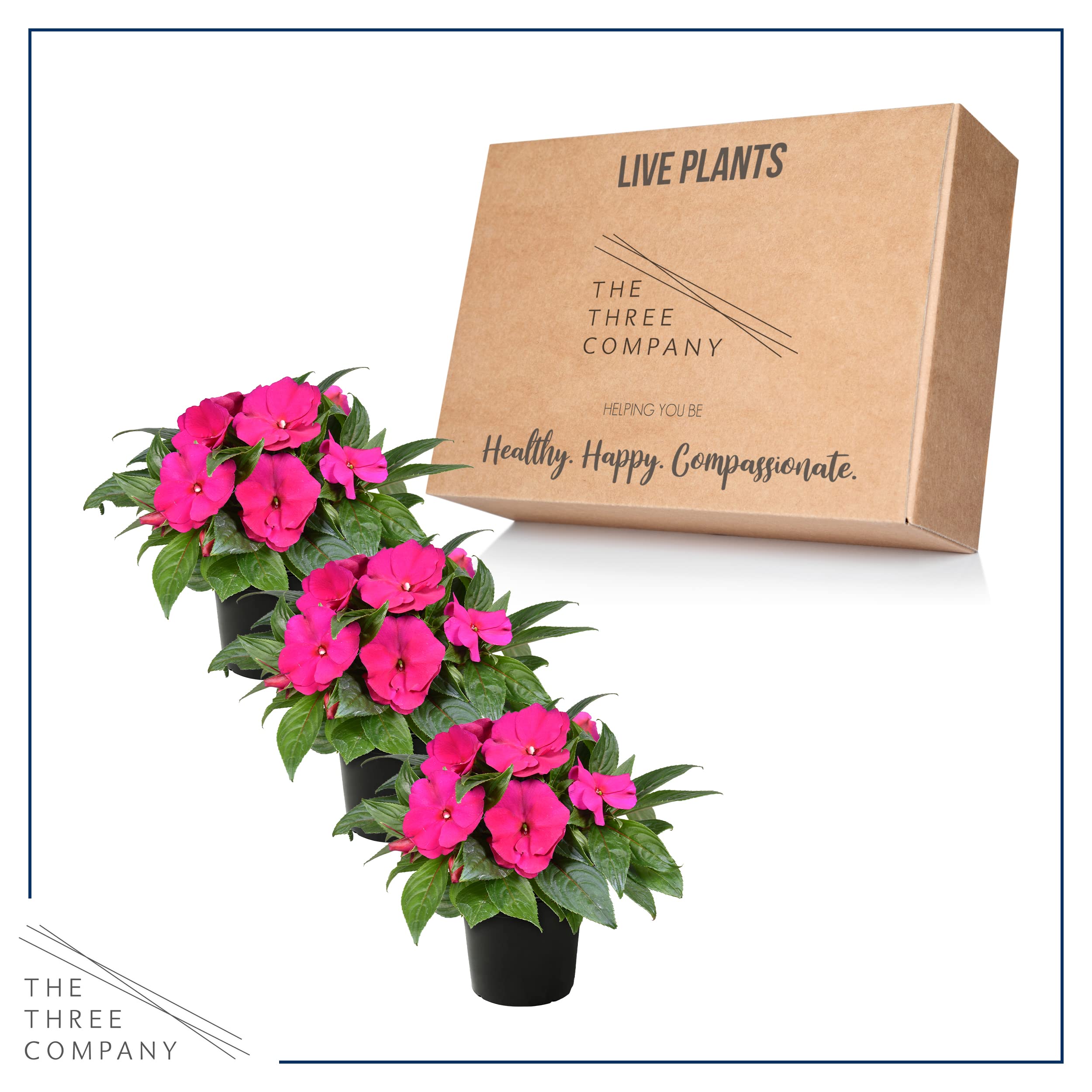 The Three Company New Guinea Impatiens pink shades vivid petals for beginner-friendly garden color.