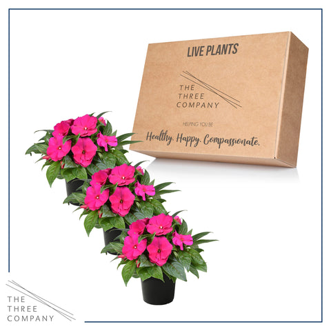 The Three Company New Guinea Impatiens pink shades vivid petals for beginner-friendly garden color.