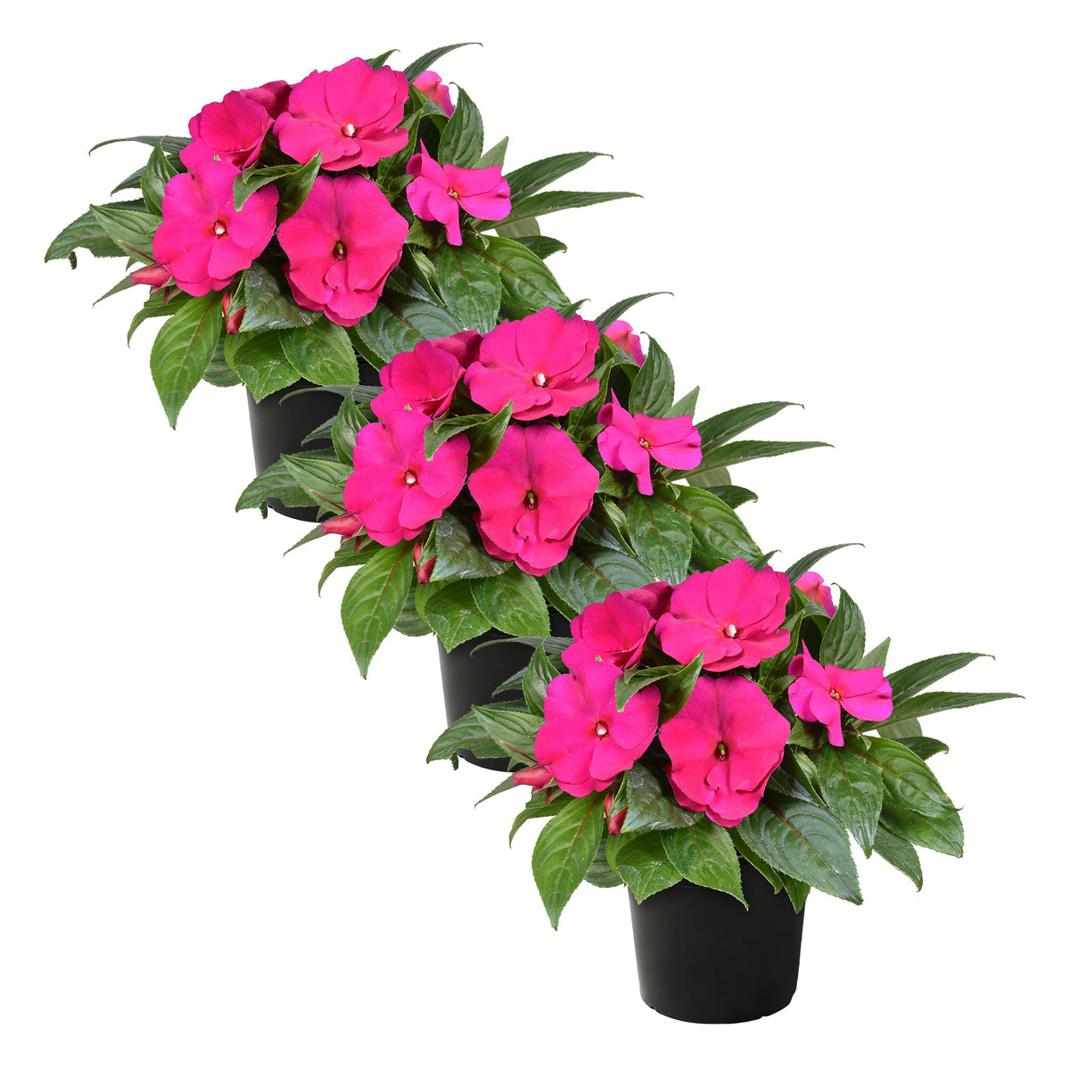 The Three Company New Guinea Impatiens pink shades pack flowers provide bright spring color.