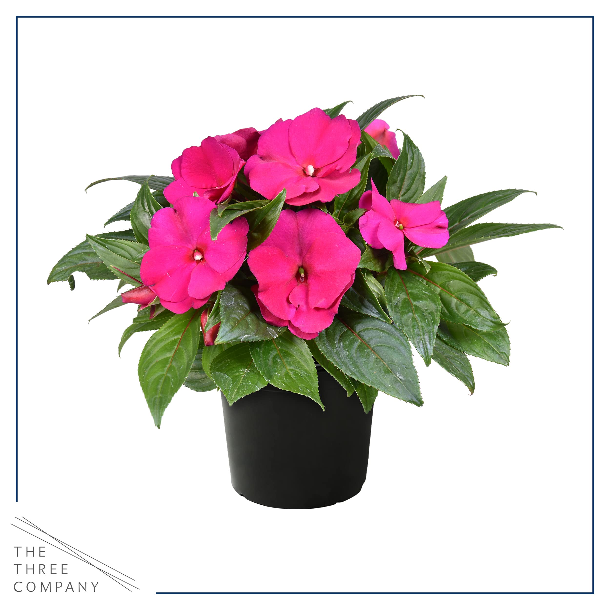 The Three Company New Guinea Impatiens pink shades plant 12in tall form adds height to borders.