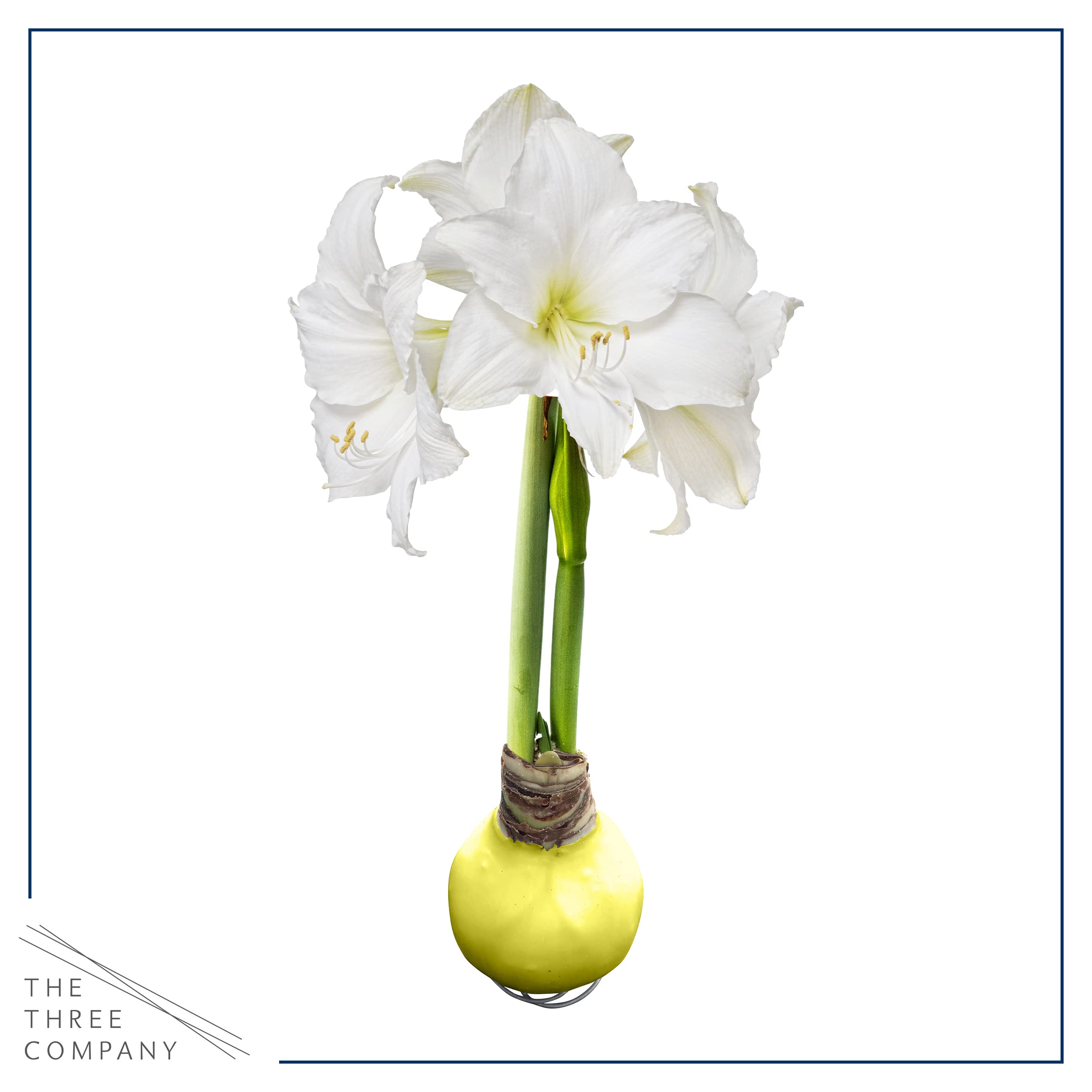 The Three Company no-water-needed amaryllis sits in ambient light, offering effortless seasonal color.