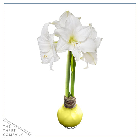 The Three Company no-water-needed amaryllis sits in ambient light, offering effortless seasonal color.