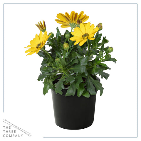 The Three Company osteospermum plant measures about 12 inches tall and 5 inches wide.