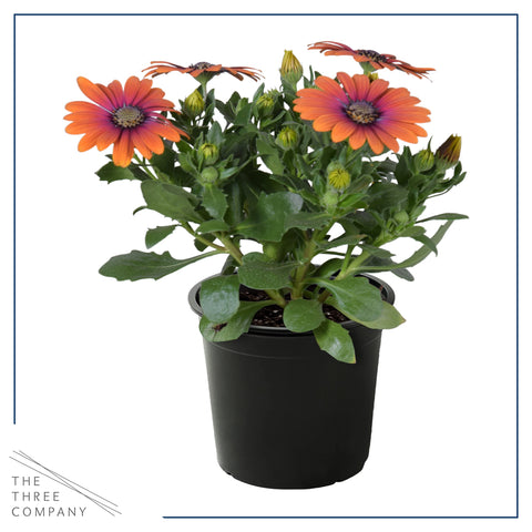 The Three Company osteospermum plant in a 1 Qt pot ready for sunny beds.