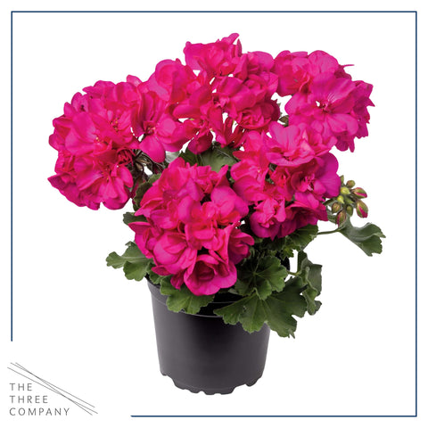 The Three Company pink geraniums in 1 qt pot ready for planting.