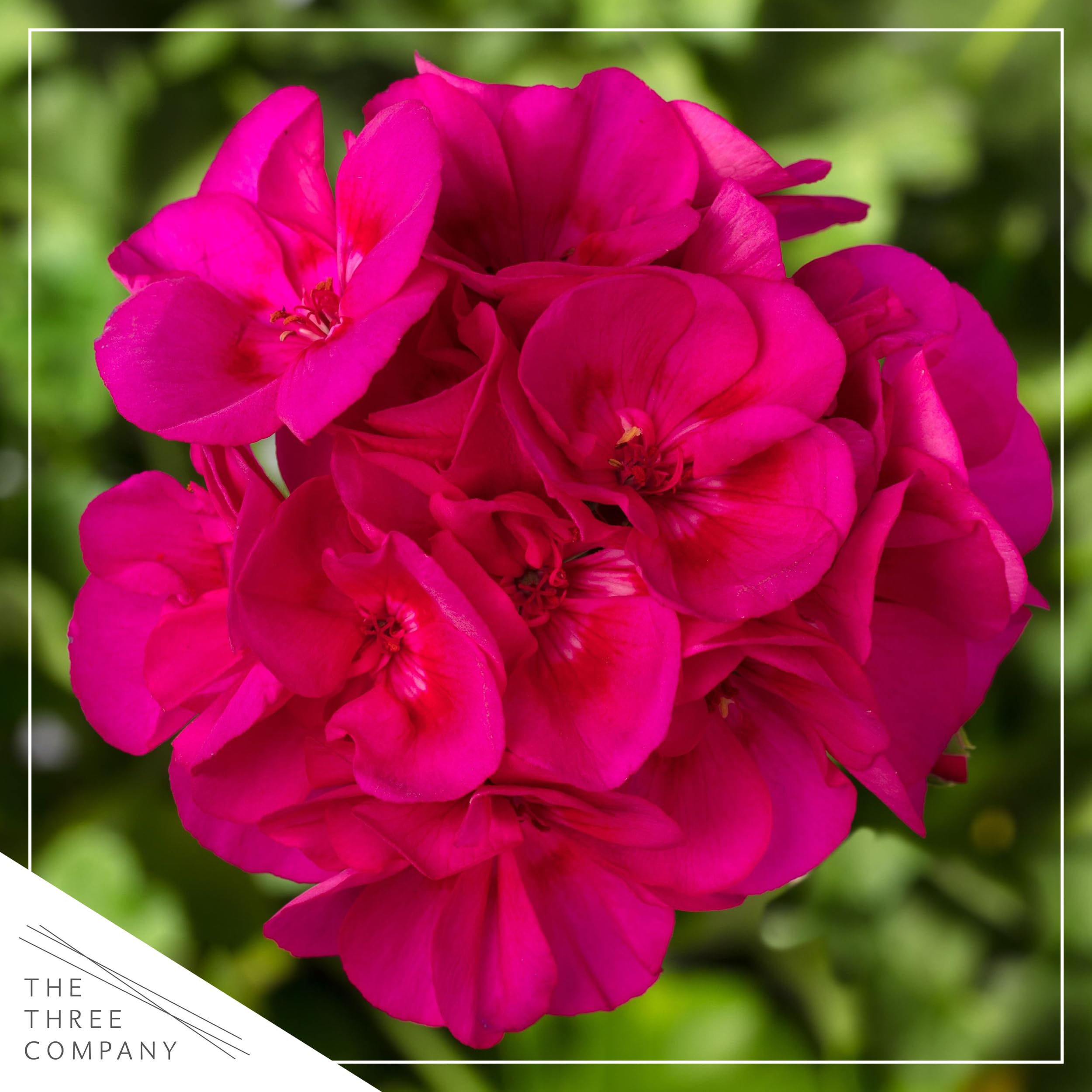 The Three Company pink geraniums 3-pack shown for easy spring color in containers.