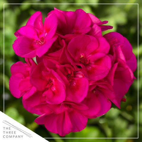 The Three Company pink geraniums 3-pack shown for easy spring color in containers.