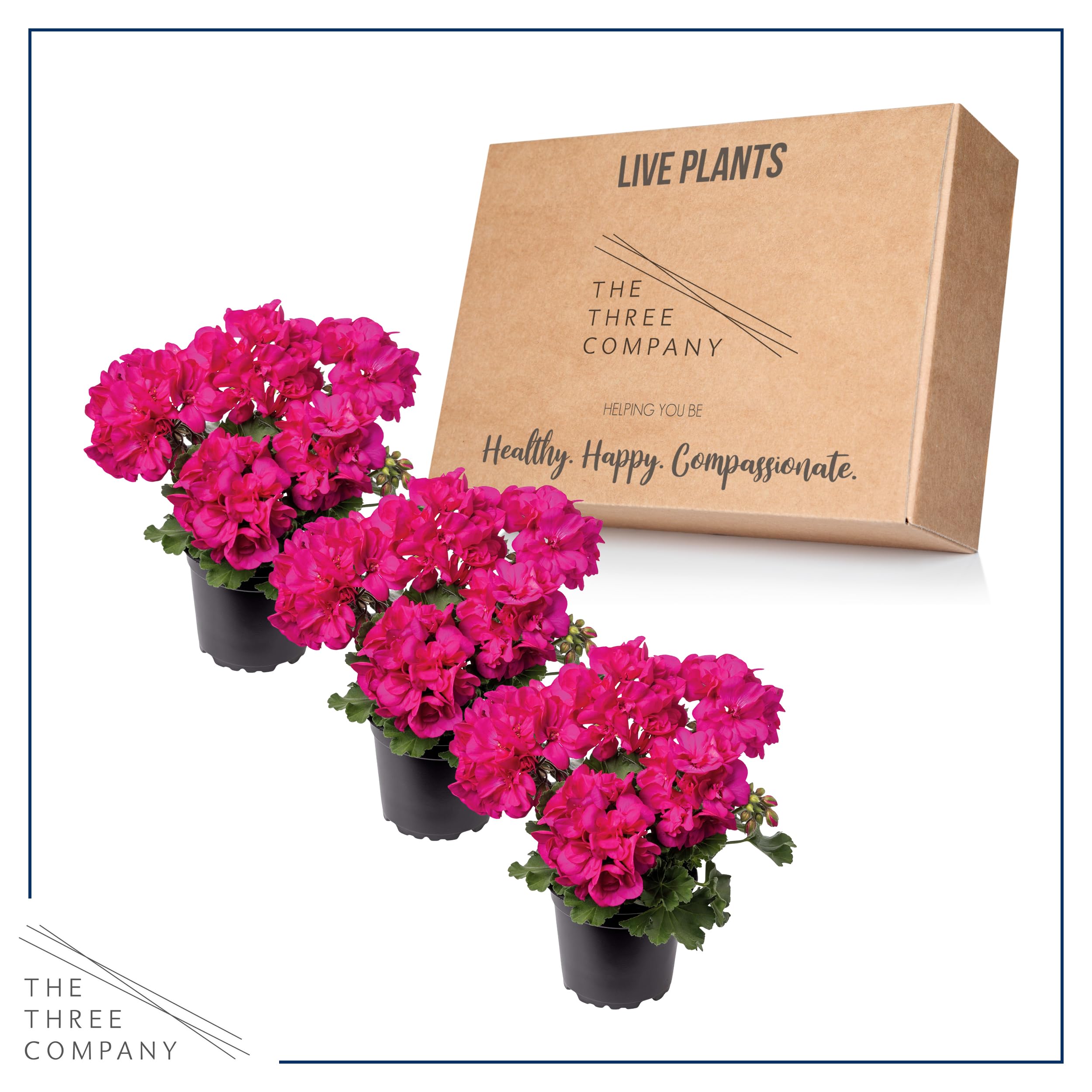 The Three Company pink zonal leaves show color zones for visual interest.