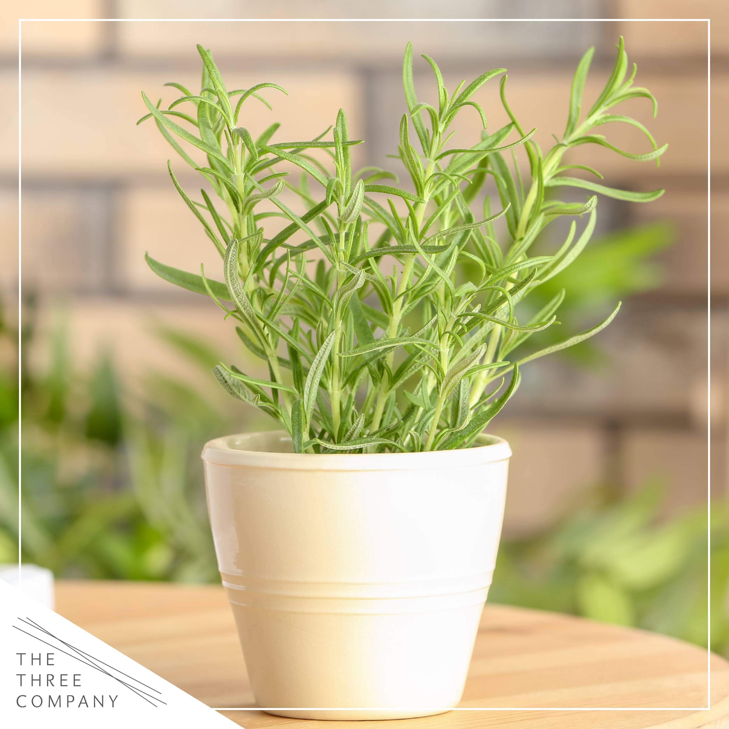 The Three Company Rosemary 8-inch tall by 3-inch wide, compact and easy to place.