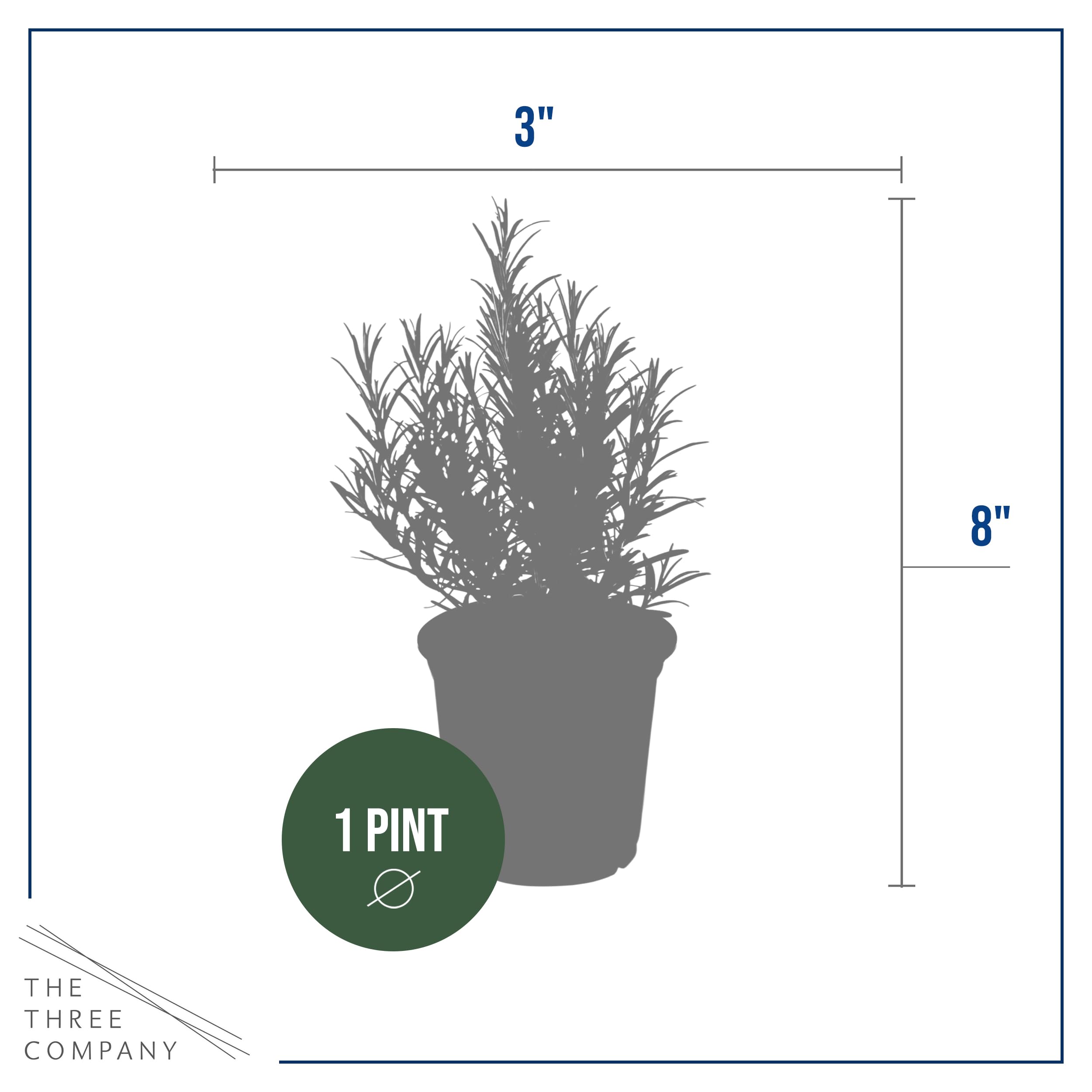 Indoor display rosemary plant from The Three Company brightens rooms.