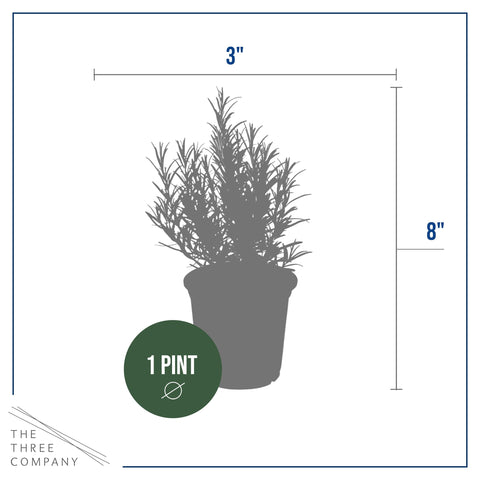 Indoor display rosemary plant from The Three Company brightens rooms.