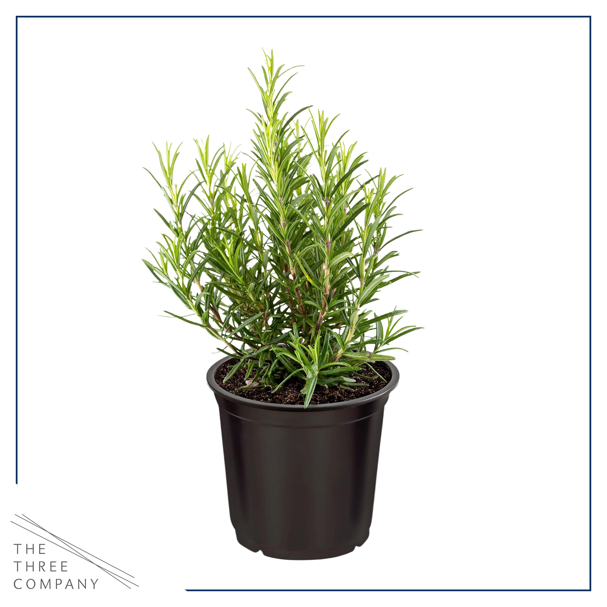Rosemary leaf close-up highlights fragrant needles ideal for seasoning.