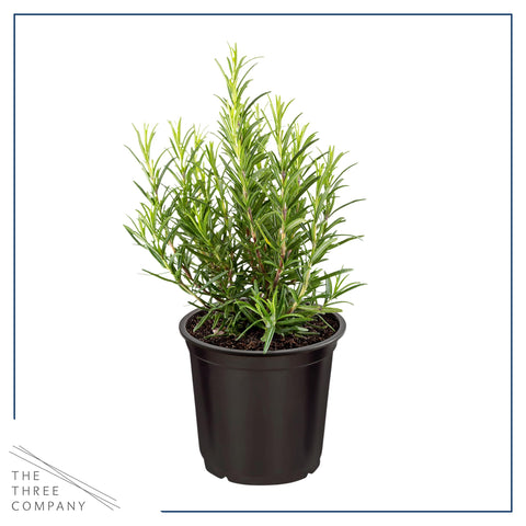 Rosemary leaf close-up highlights fragrant needles ideal for seasoning.