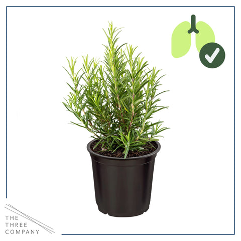 The Three Company Rosemary leaf close-up, showcasing slender needles and aromatic oils.