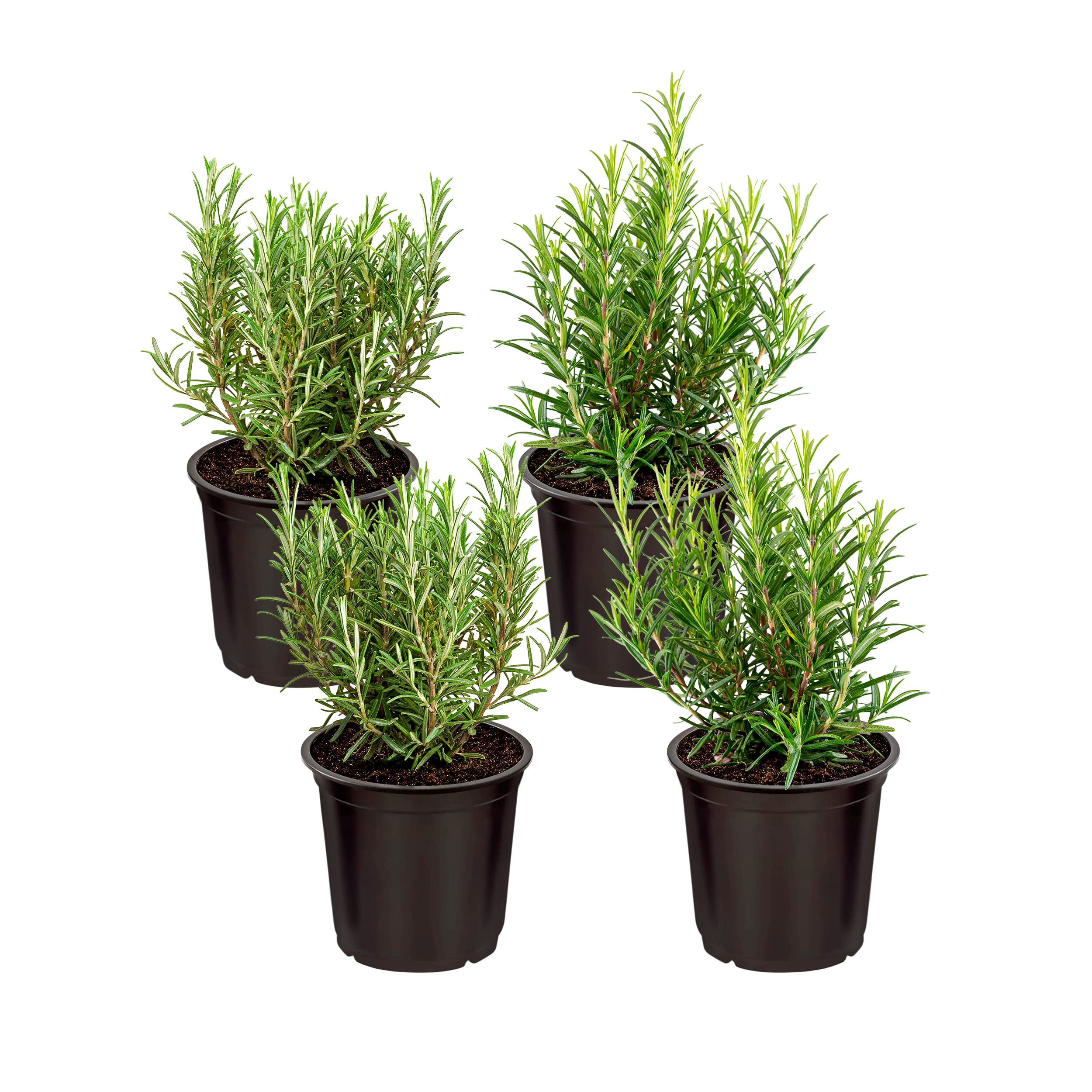 The Three Company Rosemary live plant four-pack in pot for indoor or outdoor use, aromatic herb.