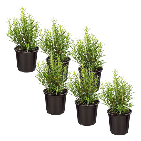 The Three Company rosemary live plant six-pack in pot adds fresh aroma to kitchens.