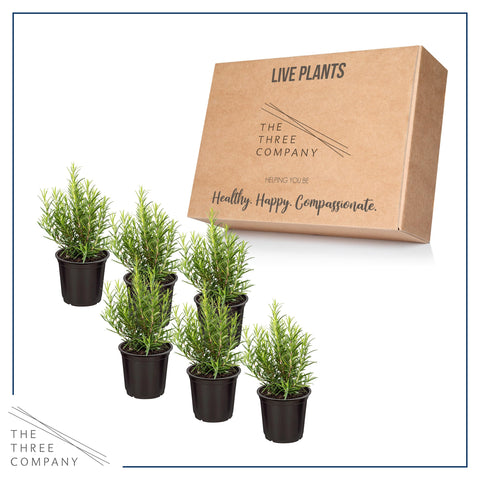 Outdoor border rosemary plant thrives in sun and heat for borders.