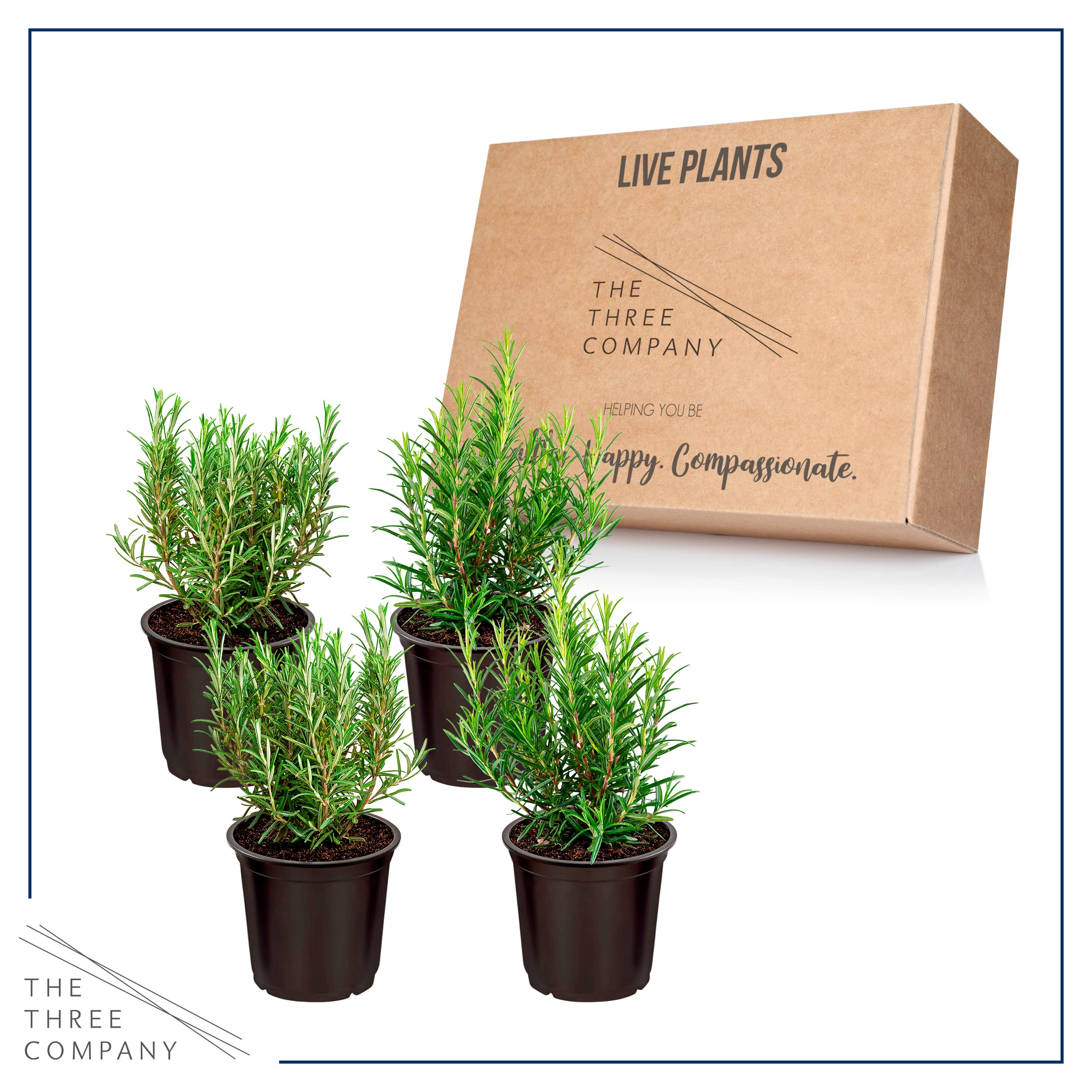 The Three Company Rosemary outdoor garden setup, suggesting a thriving herb corner.