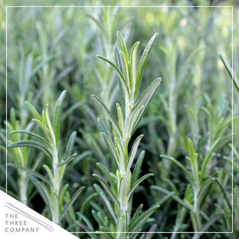 The Three Company Rosemary potted indoors, enhancing scent and fresh herb access.