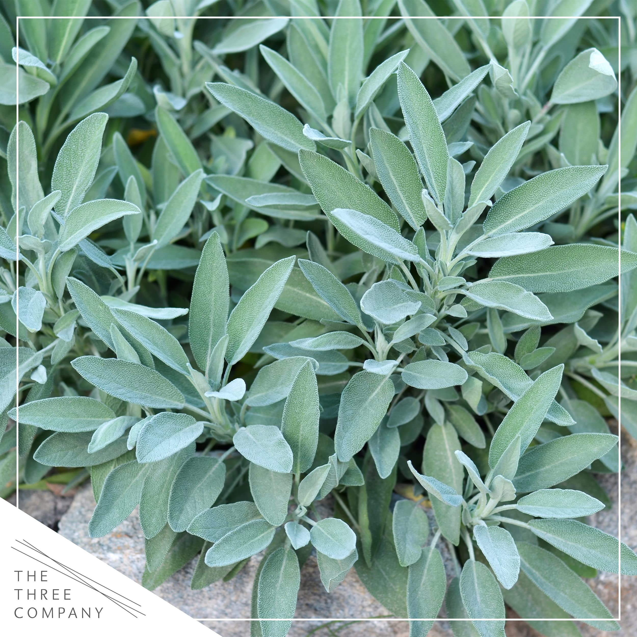 The Three Company sage growth up to 2.5 ft tall and 3 ft wide.