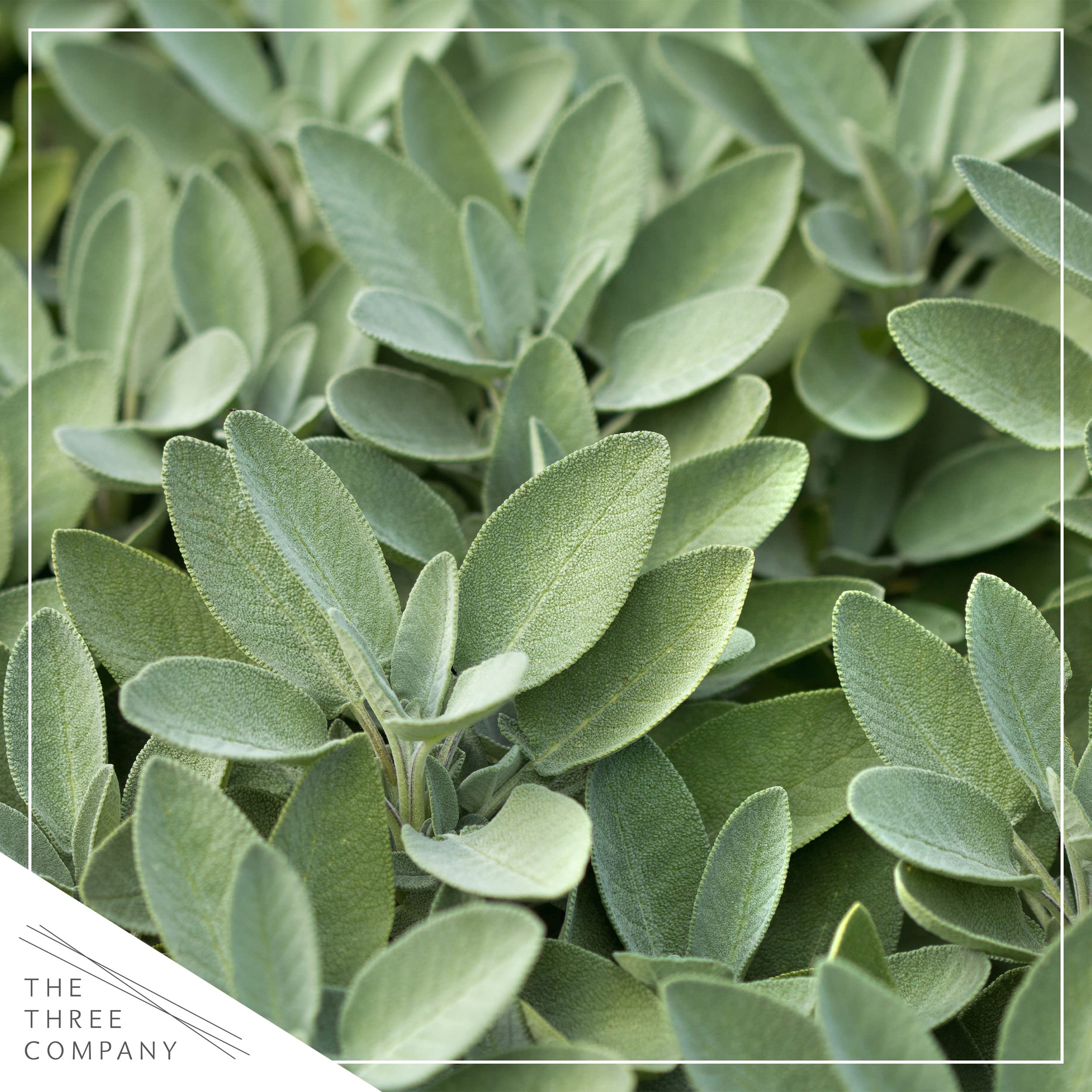 The Three Company sage leaves close-up showing grey-green texture.