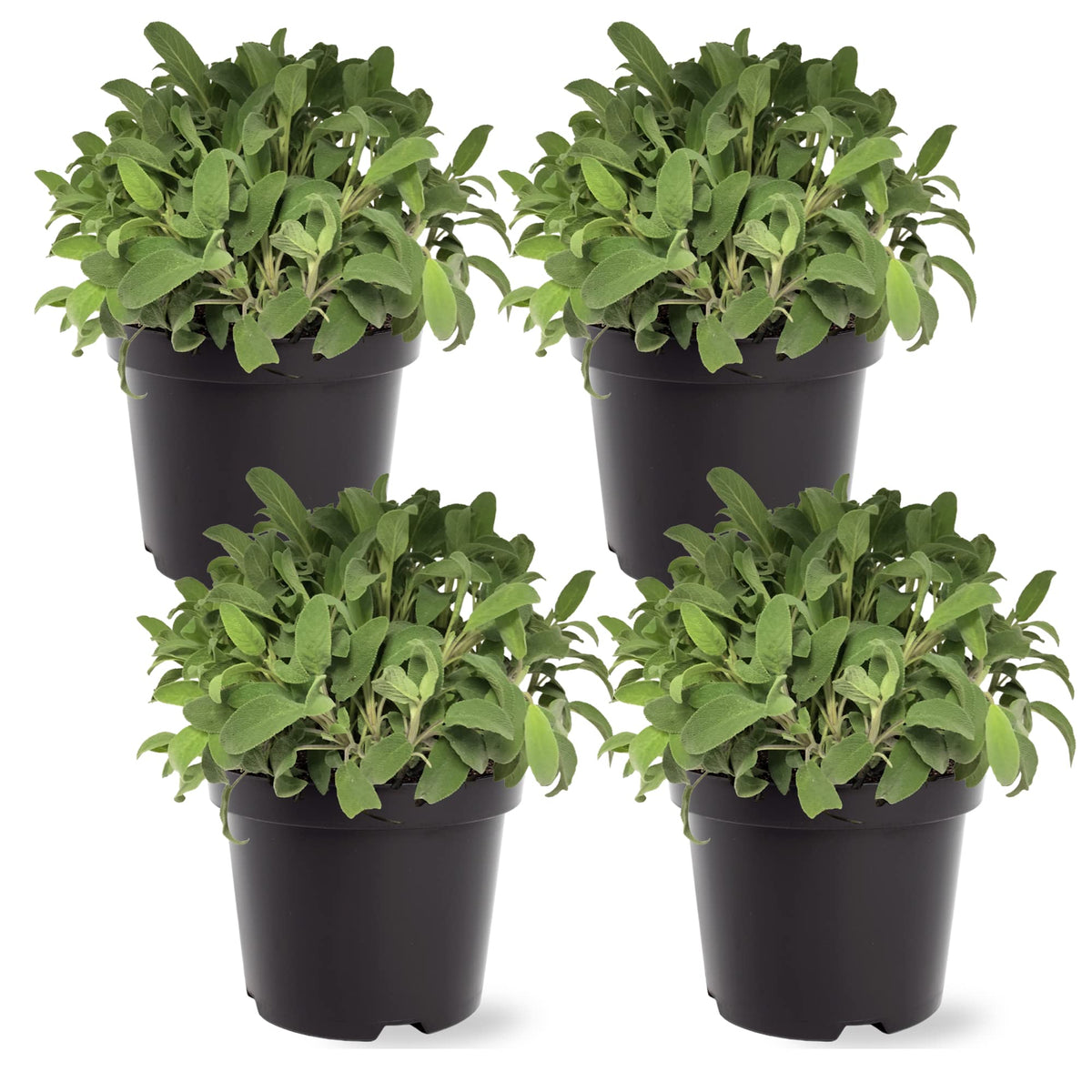 The Three Company sage live plant with 8-inch height in a 1-pint pot.