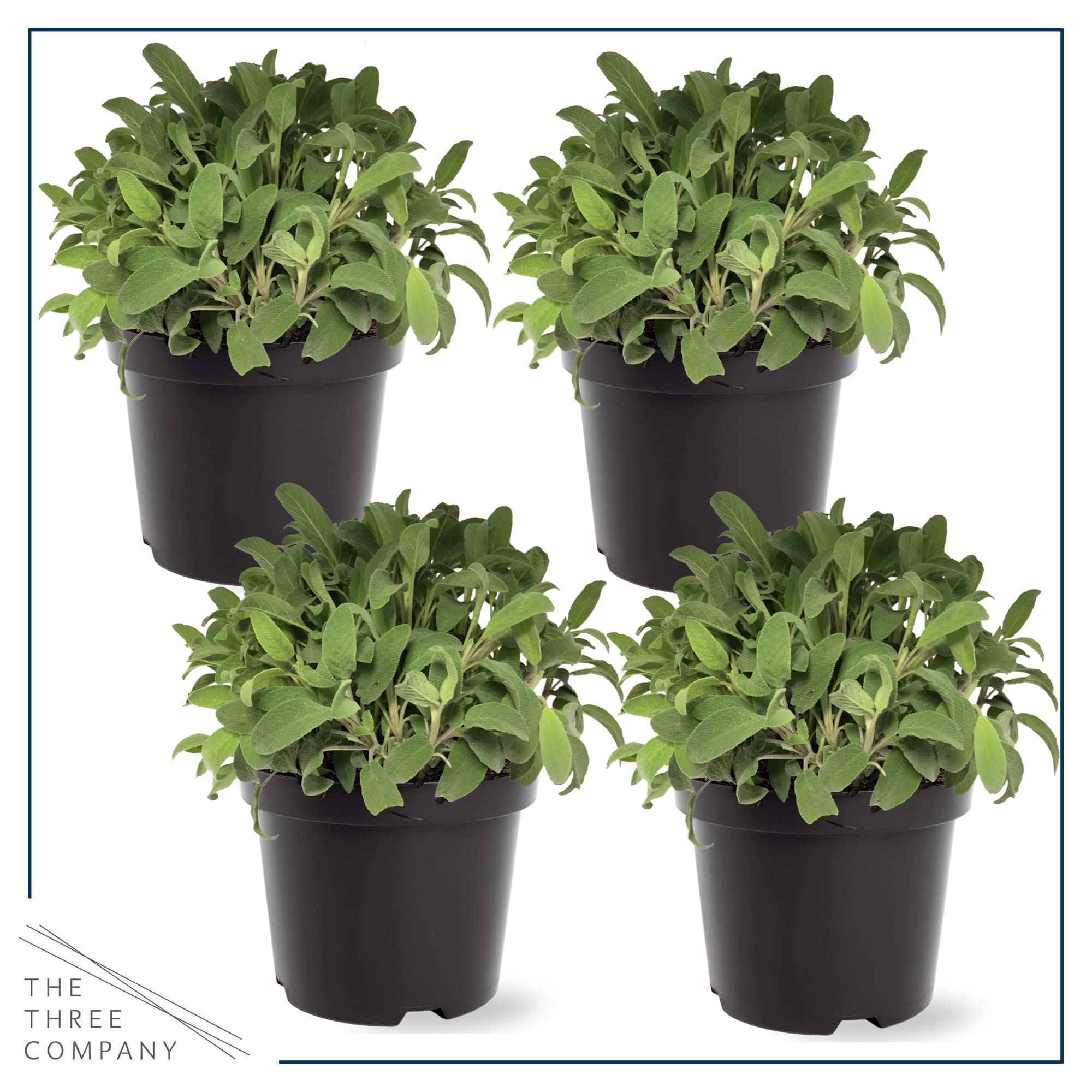 The Three Company sage enhances poultry dishes and vegetables with aroma.