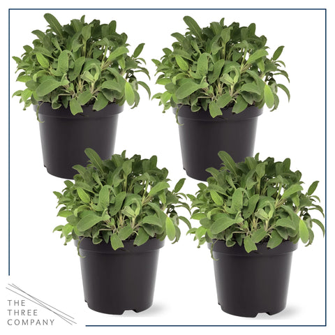 The Three Company sage enhances poultry dishes and vegetables with aroma.