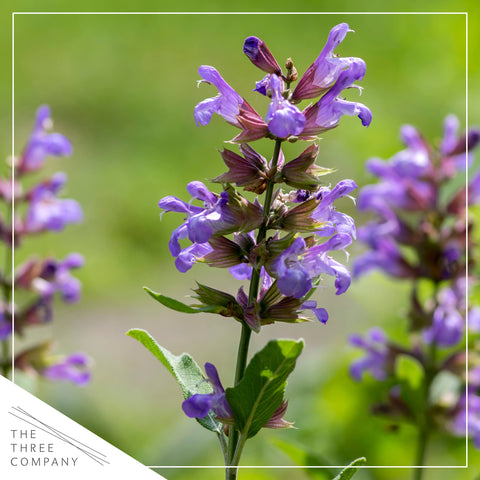 The Three Company sage shipped fresh from greenhouse.