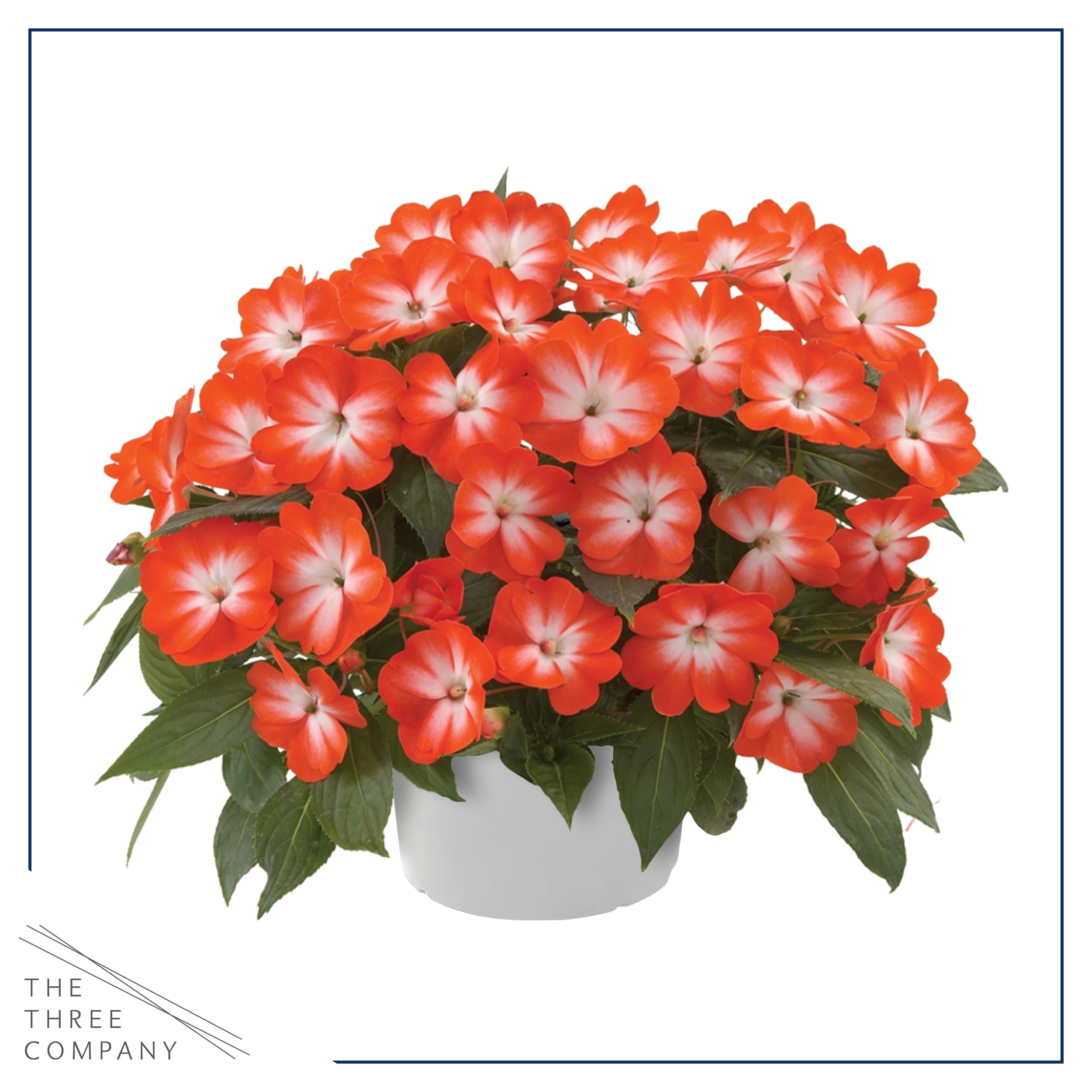 The Three Company shade-loving impatiens offer quick color for beds.