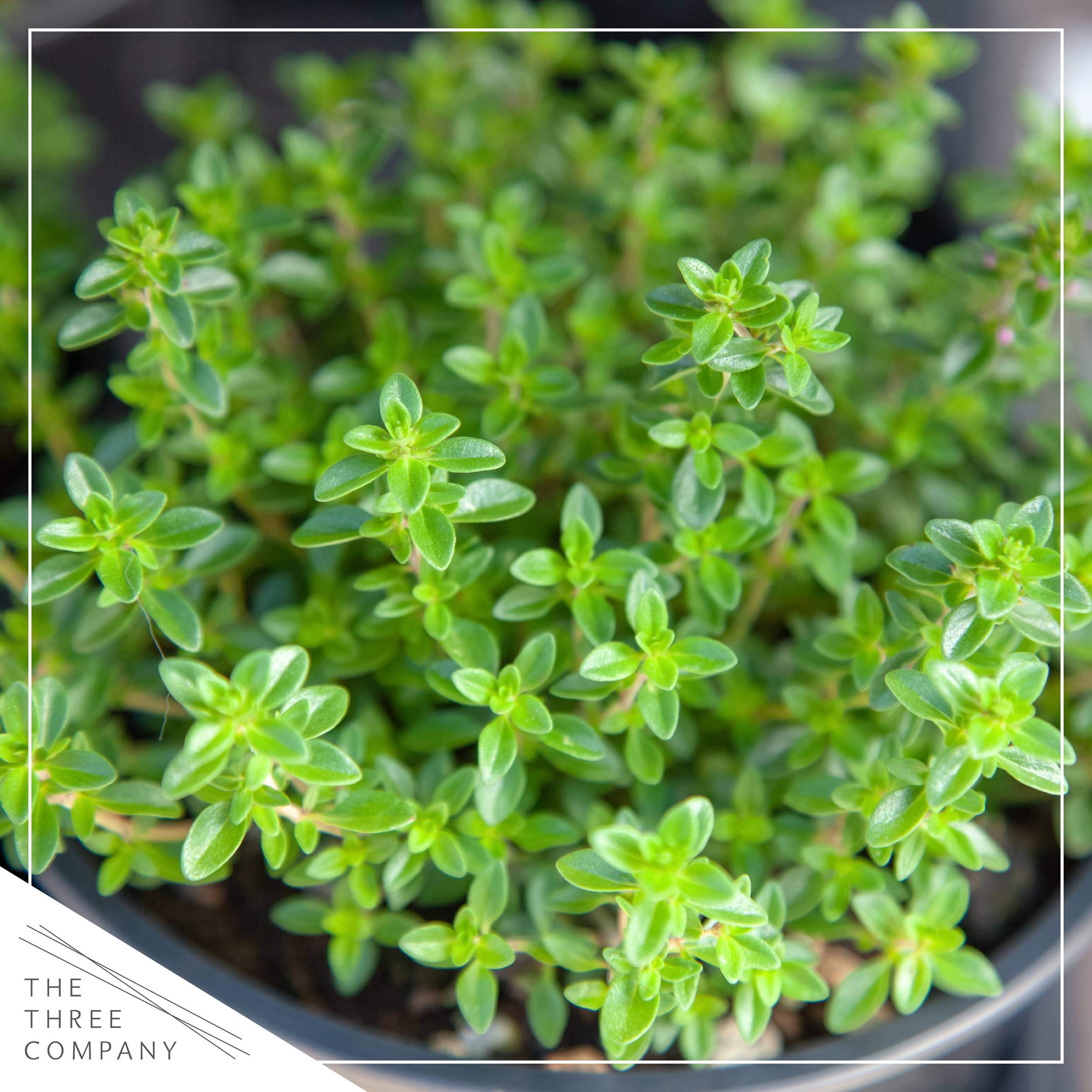 The Three Company six-herb starter kit, ideal for new gardeners