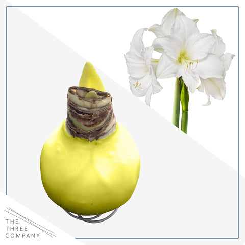 The Three Company spring decor display featuring white blooms and yellow wax for warm vibes.