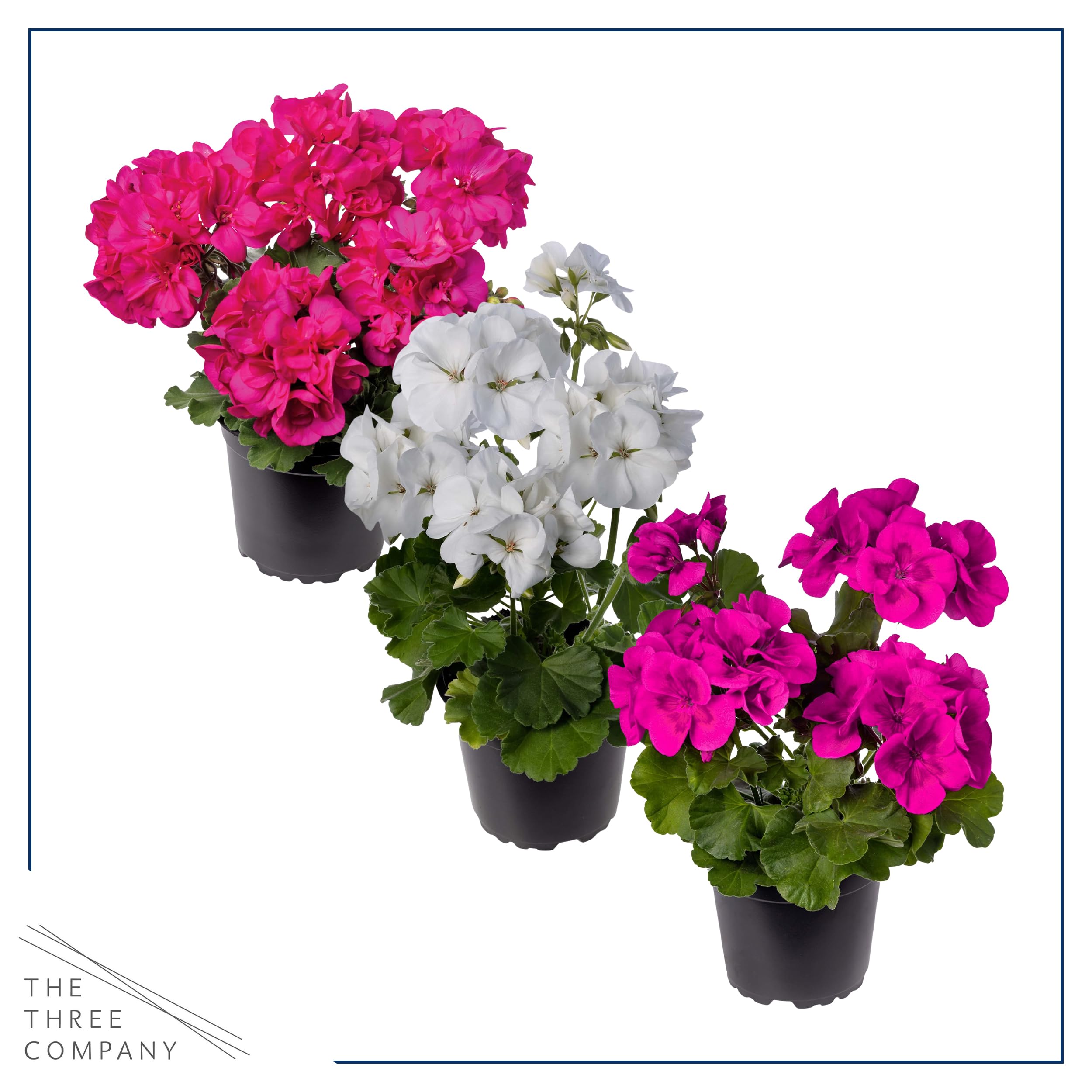 Spring garden scene featuring The Three Company zonal geraniums