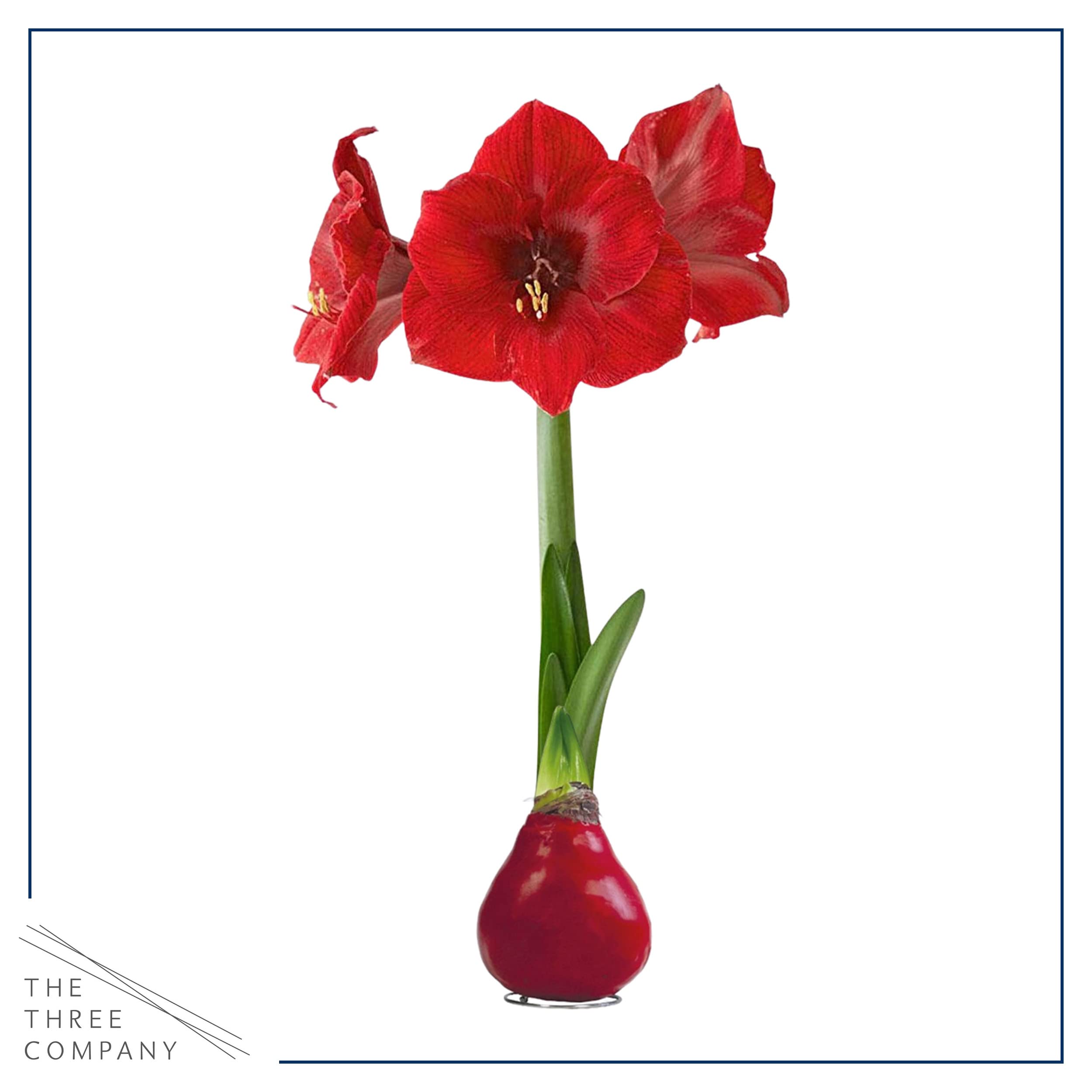 Waxed amaryllis easy-care display ideal for indoor color.