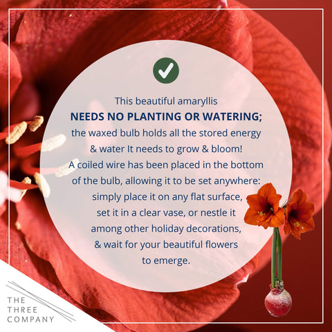 The Three Company waxed amaryllis gift image emphasizes easy gifting without soil or water.